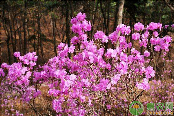 高山杜鹃繁殖方法及栽培管理要点