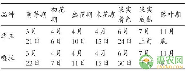 河南商丘苹果早熟品种的引种栽培技术