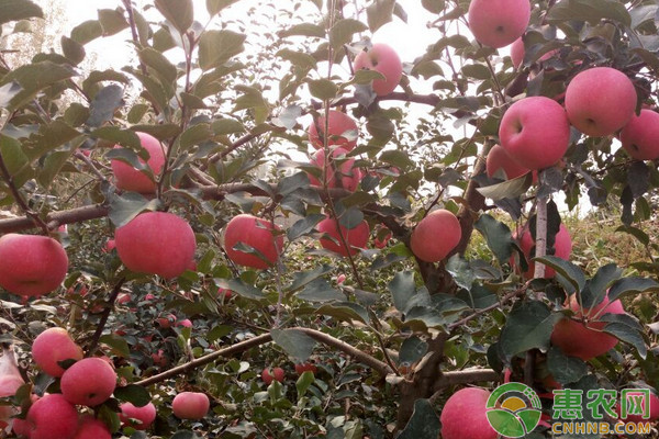 河南商丘苹果早熟品种的引种栽培技术