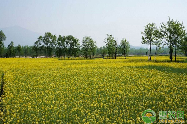 油菜怎么种植？湖北地区油菜种植技术要点