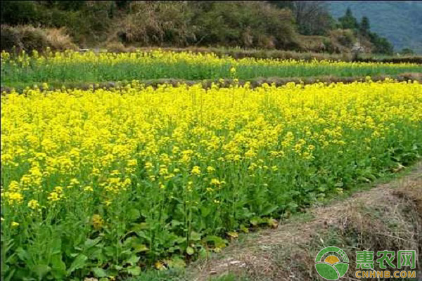 油菜怎么种植？湖北地区油菜种植技术要点