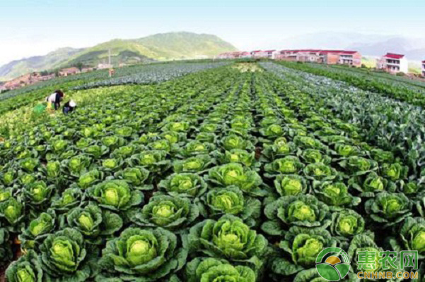 蔬菜种植如何防治细菌性病害？