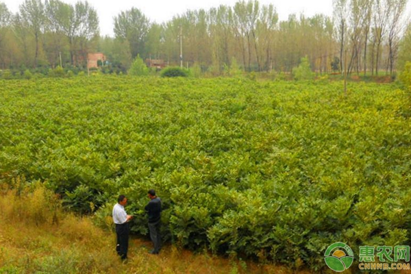 石山地区核桃种植与管护技术