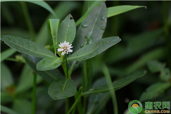 蕹菜如何高产栽培？蕹菜优质高产栽培技术