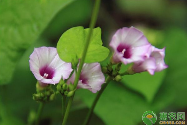 蕹菜如何高产栽培？蕹菜优质高产栽培技术