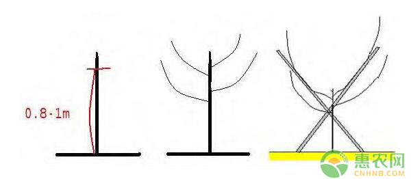 棚架梨树体结构搭建及树形培养技术