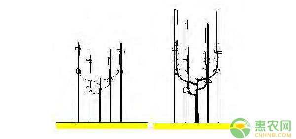棚架梨树体结构搭建及树形培养技术