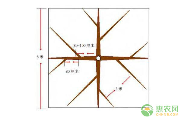 棚架梨树体结构搭建及树形培养技术