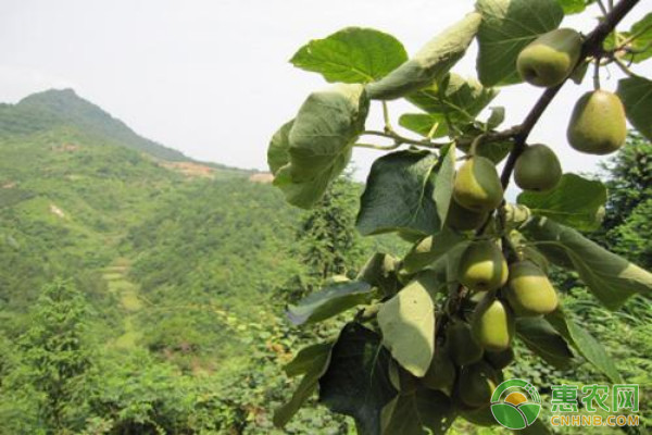 贵州山区红心猕猴桃种植气候区划