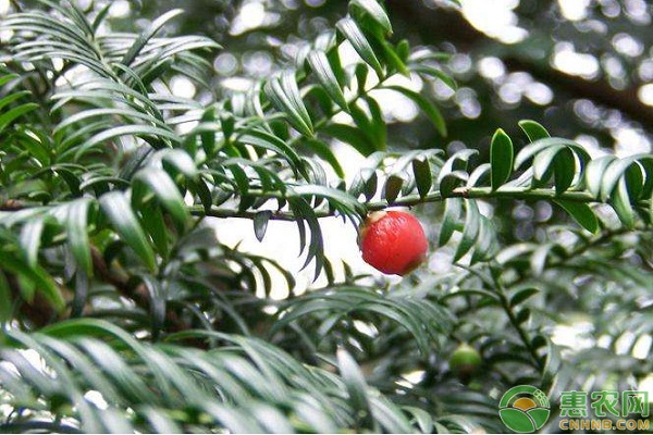 南方红豆杉苗圃育苗技术及大苗移栽管理技术