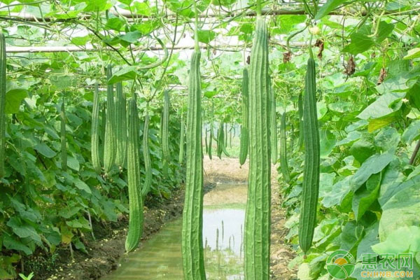 辣椒+苋菜+丝瓜套种高产高效种植技术