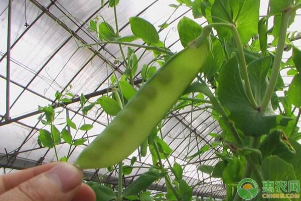 豌豆种植时间及种植技术要点