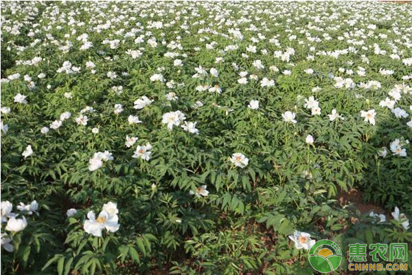 初探重庆地区油用牡丹种植气候论证及区划