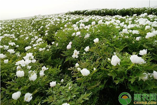 初探重庆地区油用牡丹种植气候论证及区划