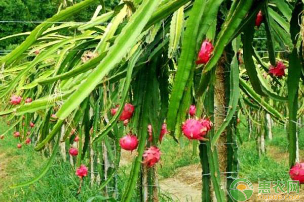 火龙果花畸形原因及防治方法