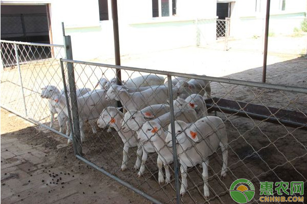 肉羊饲养有哪些常见疾病？肉羊饲养常见病害及其防治