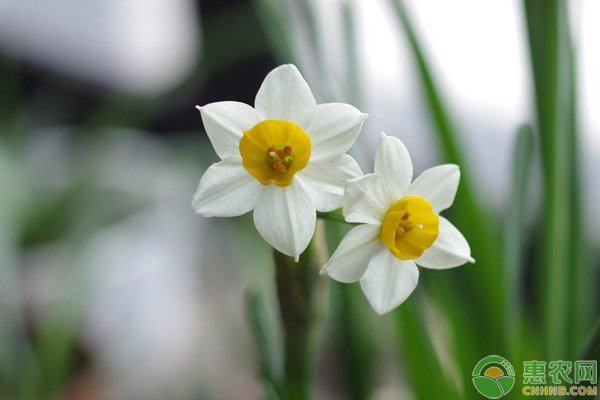 水仙花怎么栽培？