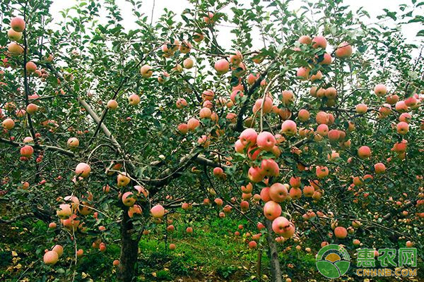 运城市苹果园夏季管理技术要点