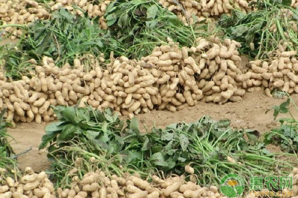 泽普县花生地膜覆盖高效栽培技术