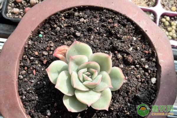 辽宁拟石莲花属多肉植物生长特性及栽培繁育要点讲解