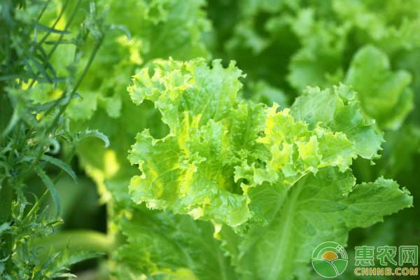 生菜怎么种植才高产？生菜高产栽培管理技术