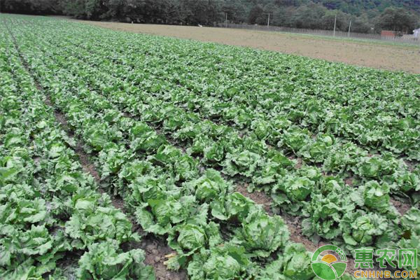 生菜的生物特性及高效种植方法