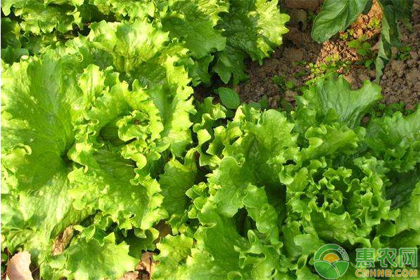 生菜的生物特性及高效种植方法