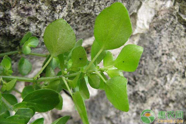 石油菜怎么栽培？石油菜扦插繁殖技术