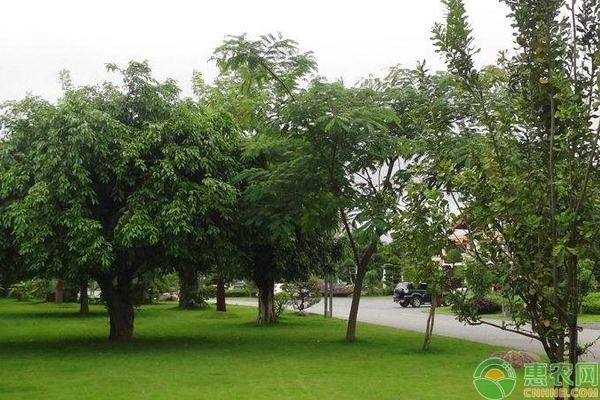 园林反季节怎么管理？浅谈园林反季节种植的管理技巧