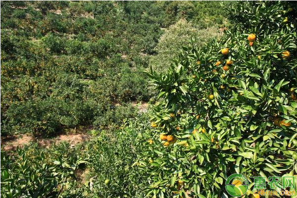 广西地区绿色柑橘种植管理技术