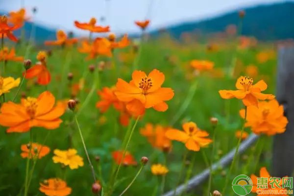 花姿美丽的硫华菊栽培养护技巧