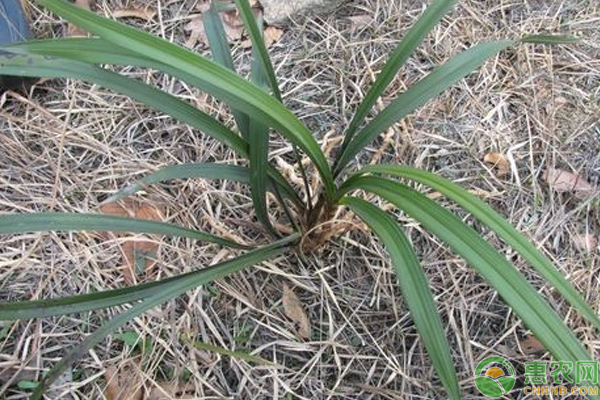 兰花老芦头怎么孵化？