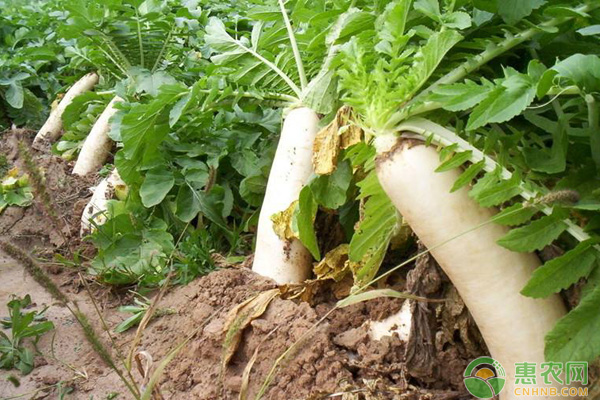 萝卜种植技术