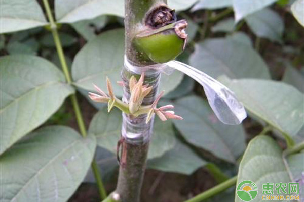 苹果树嫁接技术要点