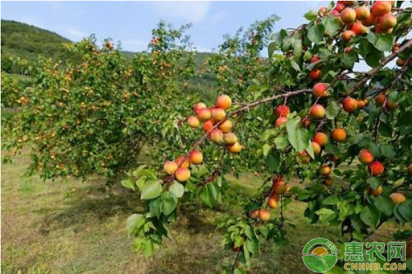 浅谈果树大树全树冠移植技术要点