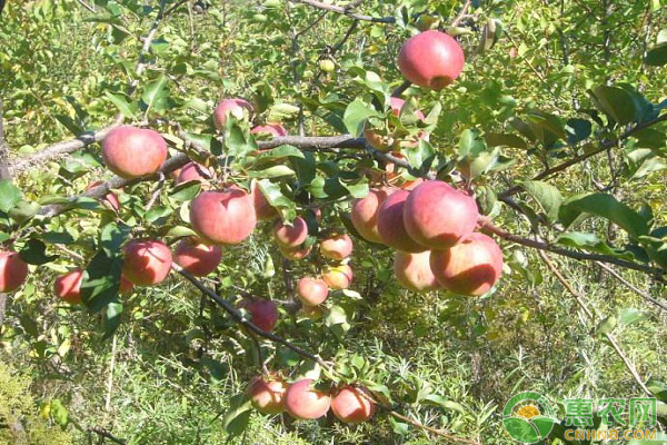 云南昭通市苹果落花落果的原因及防治措施