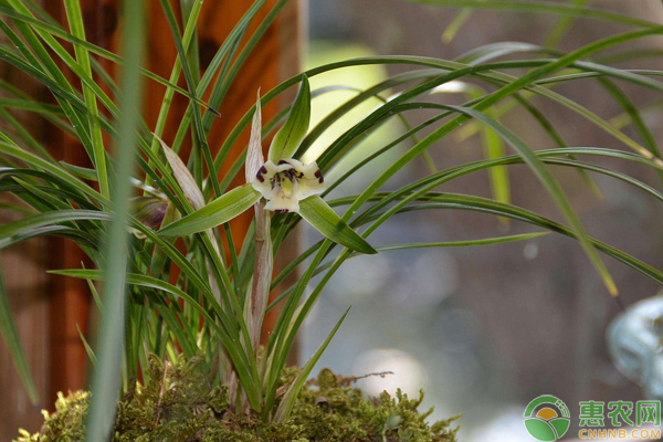 兰花种植可以摧花吗？盆栽兰花摧花技巧