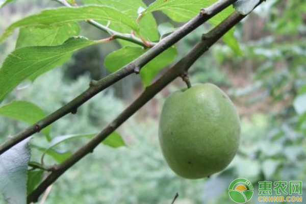 辽宁凤城山区吉胜李引种栽培表现及种植技术要点