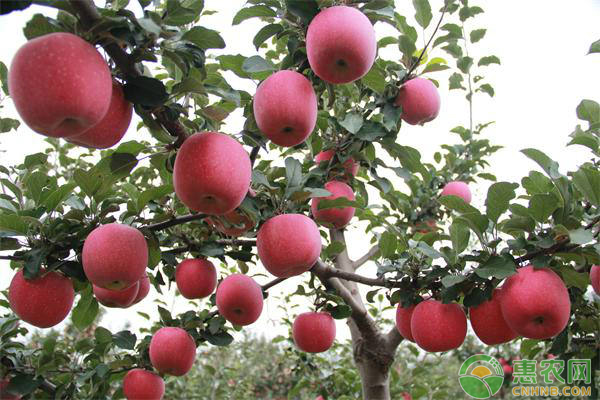 夏季苹果园怎么管理？苹果园夏秋季的关键管理技术