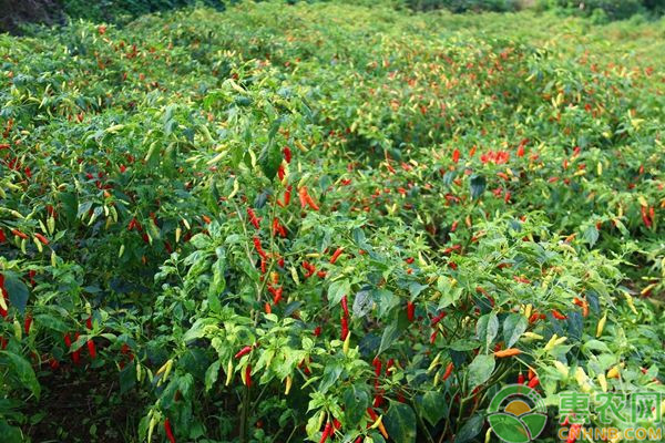 朝天椒怎么实现高产种植？朝天椒无公害高产种植技术