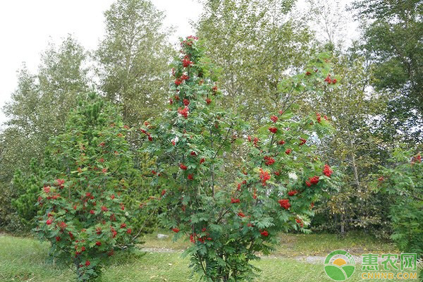 夏秋季果树花芽分化怎么管理？果树花芽分化的高产管理措施