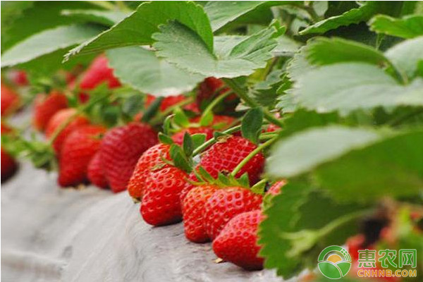 日光温室碱性土壤草莓栽培技术