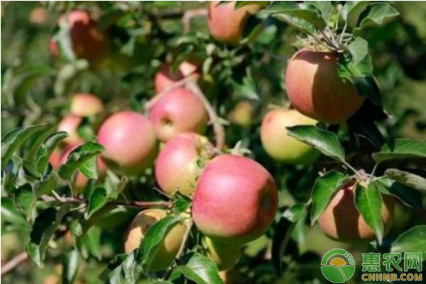 浅谈苹果花果期关键管理技术要点