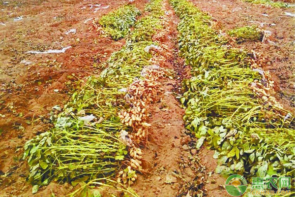 花生怎么种植产量高？花生的种植技术与管理