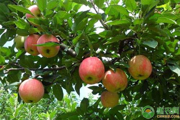 苹果树夏季怎么修剪？苹果树夏季修剪管理技术