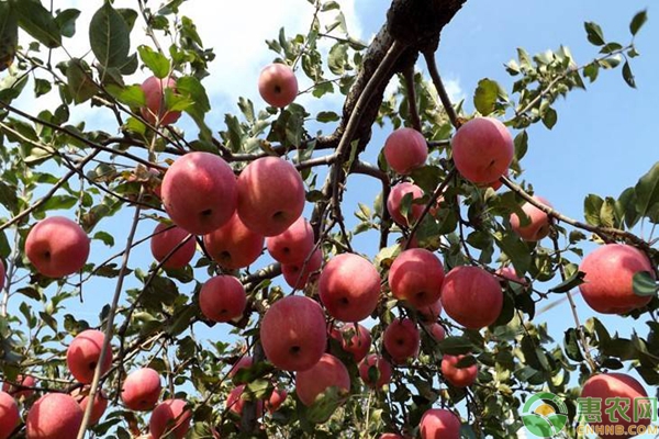 苹果树夏季怎么修剪？苹果树夏季修剪管理技术