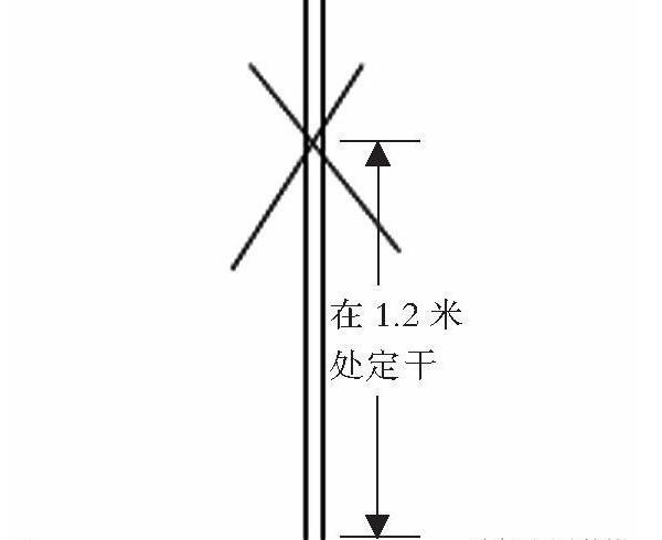 苹果改良主干疏层形整形修剪技术