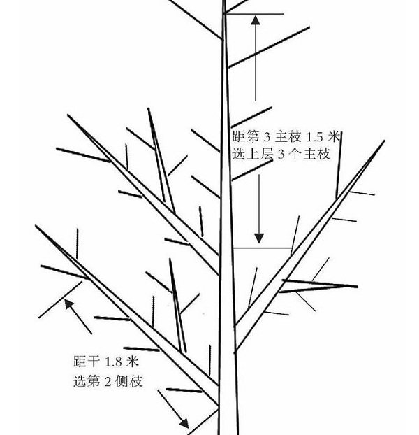 苹果改良主干疏层形整形修剪技术