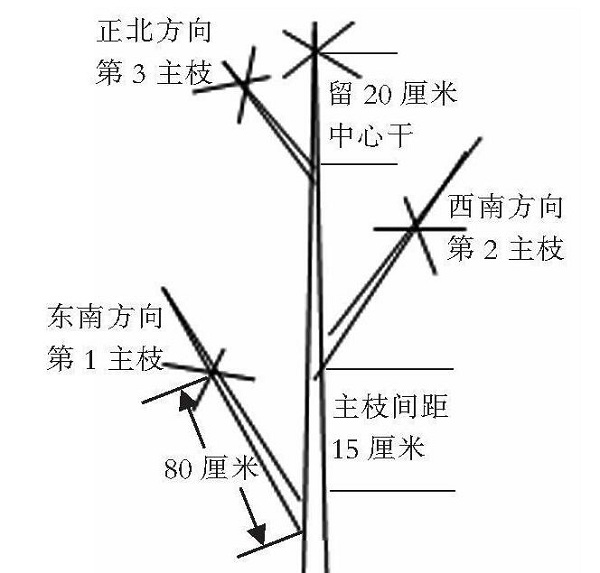 苹果改良主干疏层形整形修剪技术