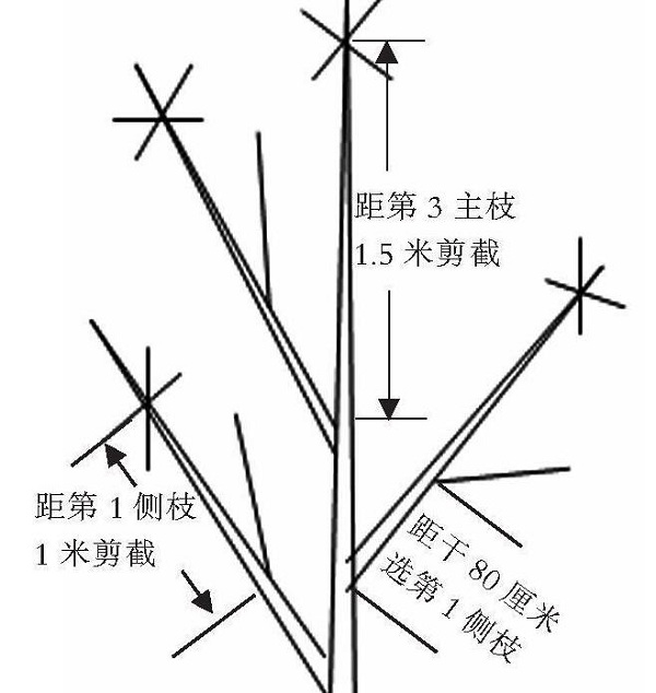 苹果改良主干疏层形整形修剪技术